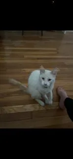 A young small-sized male Cream / Ivory Siamese cat named Best Boy Blanqui for adoption in Randolph, MA