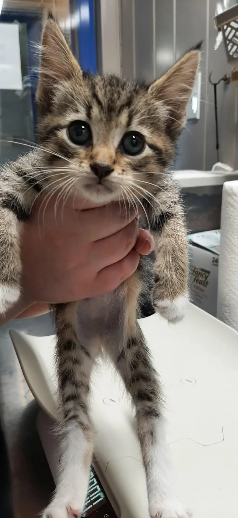 A baby medium-sized female Tabby (Brown / Chocolate) Domestic Short Hair cat named Carlotta for adoption in Georgetown, OH