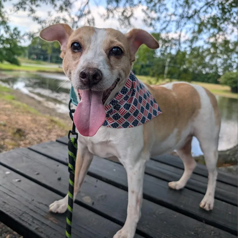 A senior medium-sized male White / Cream Rat Terrier dog named Bailey for adoption in Covington, GA