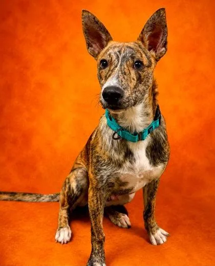 An adult medium-sized male Mixed Breed dog named Hudson for adoption in West Chester, PA