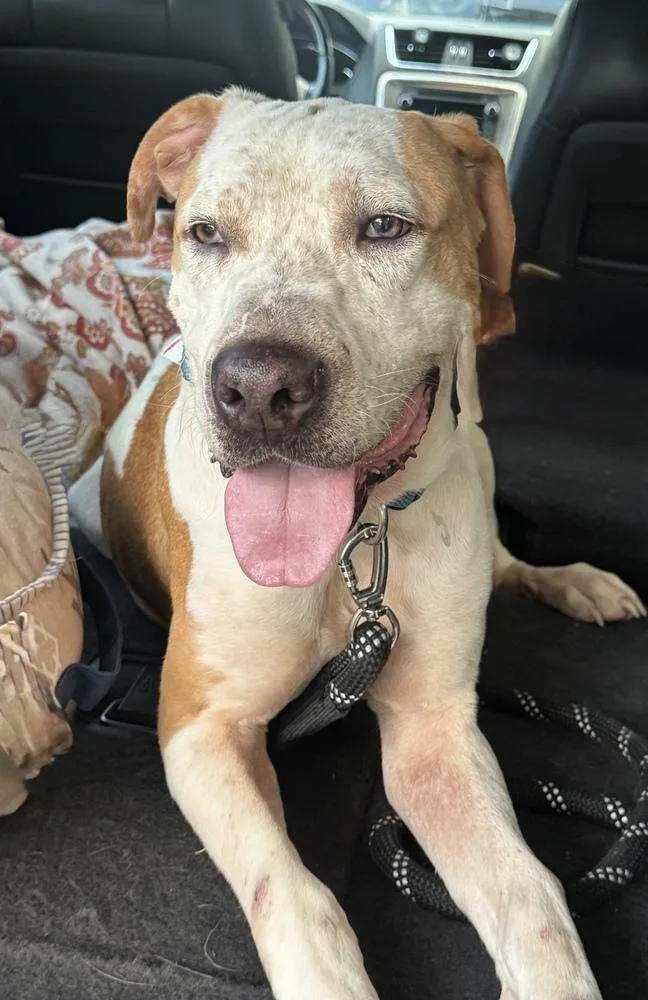 An adult large-sized male Tricolor (Brown, Black, & White) American Staffordshire Terrier dog named Milo for adoption in Denver, CO