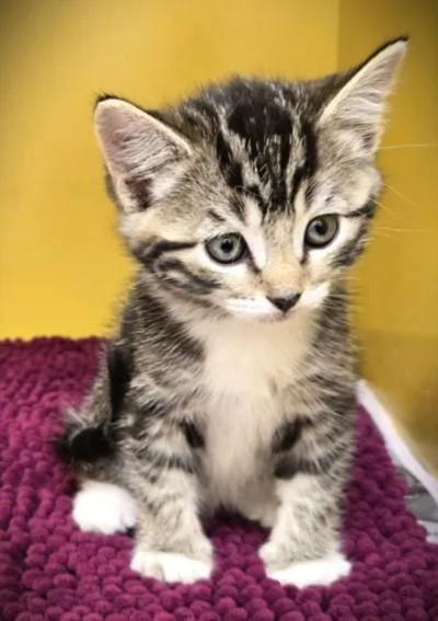 A baby small-sized female Domestic Short Hair cat named Mojave for adoption in Los Angeles, CA