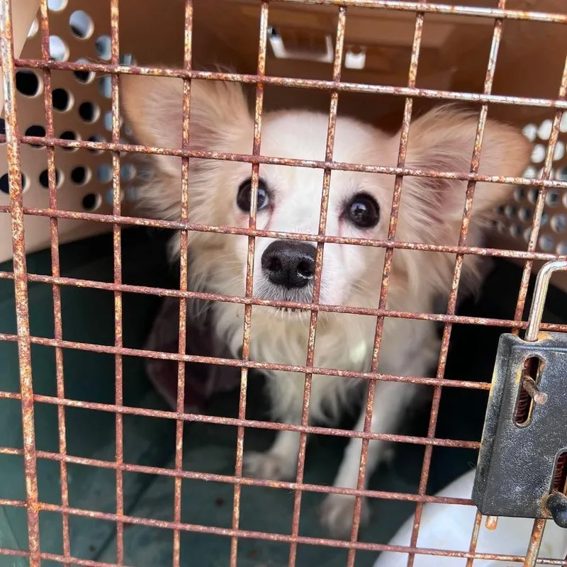 An adult small-sized male Yellow / Tan / Blond / Fawn Chihuahua dog named Poochi for adoption in St. Charles, IL