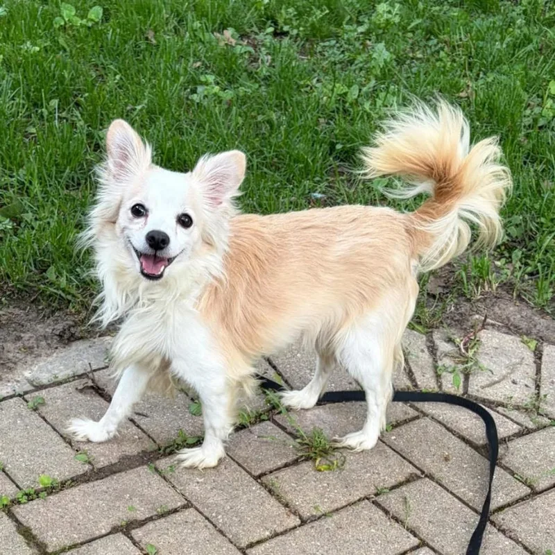 Poochi thumbnail 2