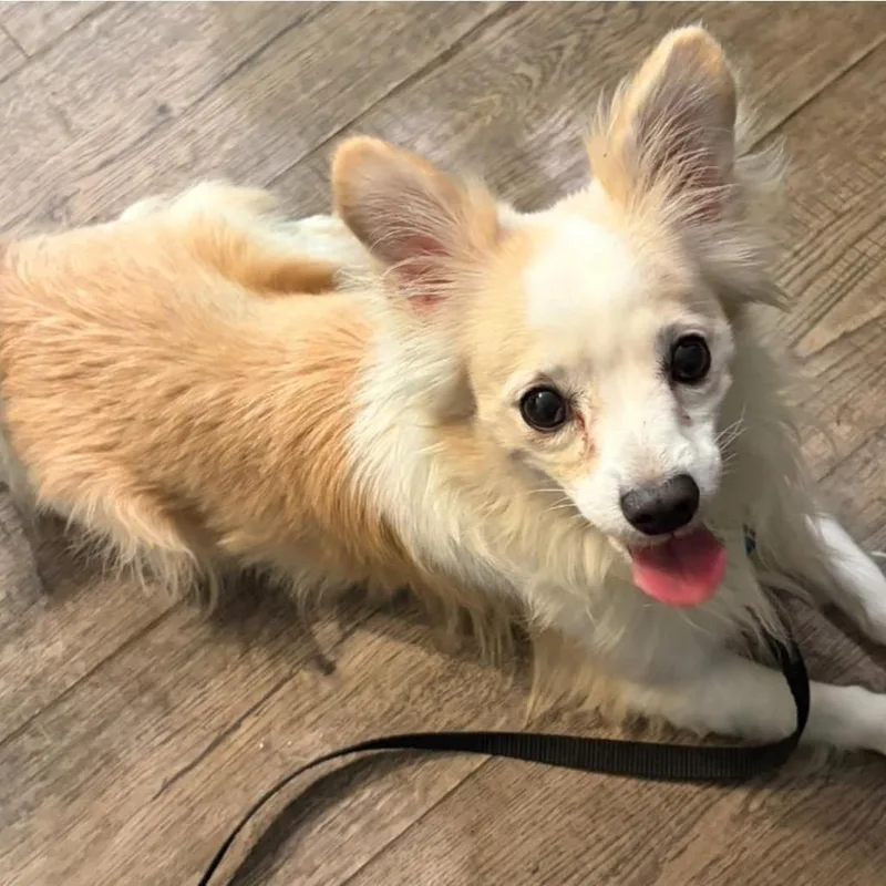 Poochi thumbnail 3