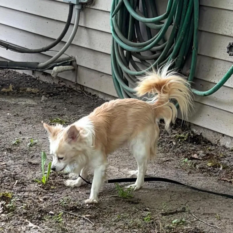 Poochi thumbnail 5