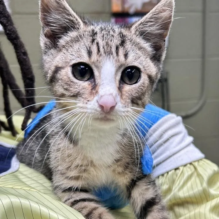 A baby small-sized male Domestic Short Hair cat named Burrell for adoption in Baltimore, MD