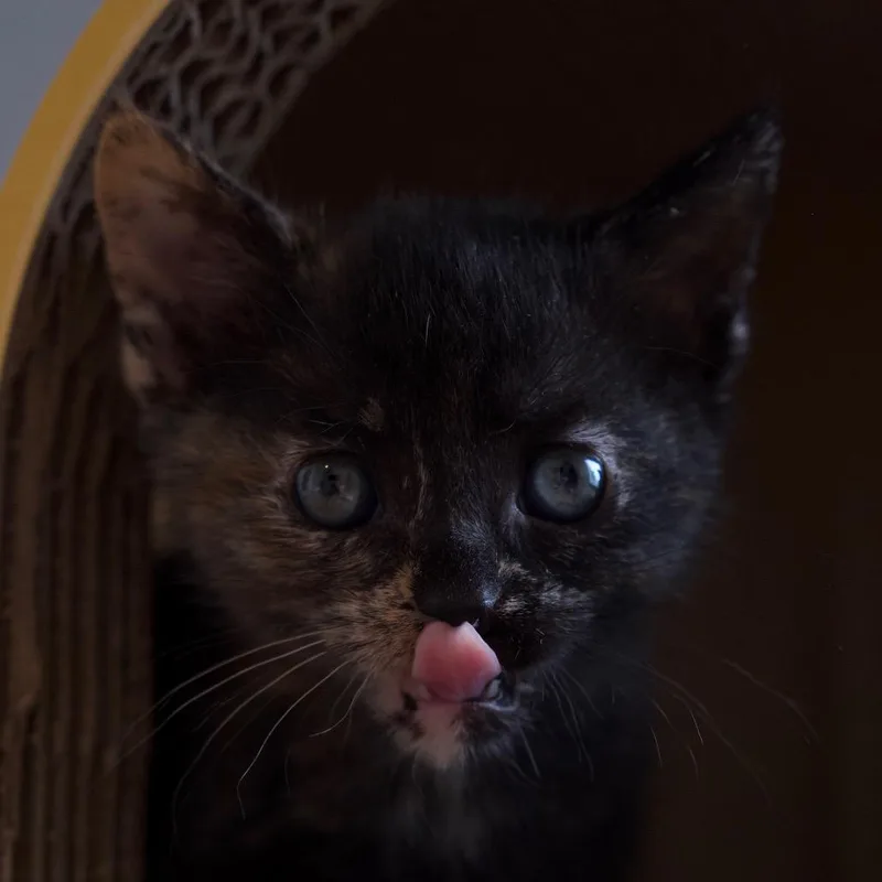 A baby small-sized female Tortoiseshell Domestic Short Hair cat named Ellen for adoption in Nashville, TN