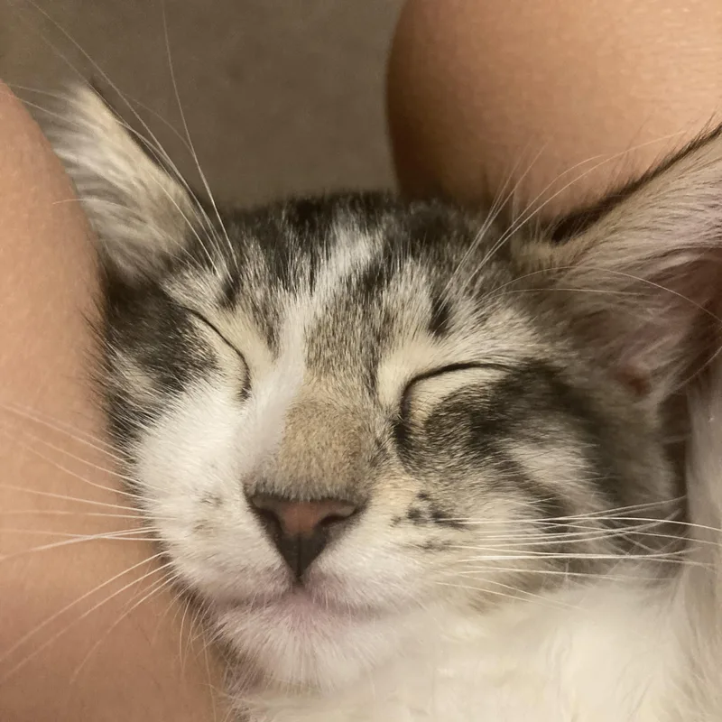 A baby small-sized female Tabby (Brown / Chocolate) Domestic Long Hair cat named Mable for adoption in Orange, CA