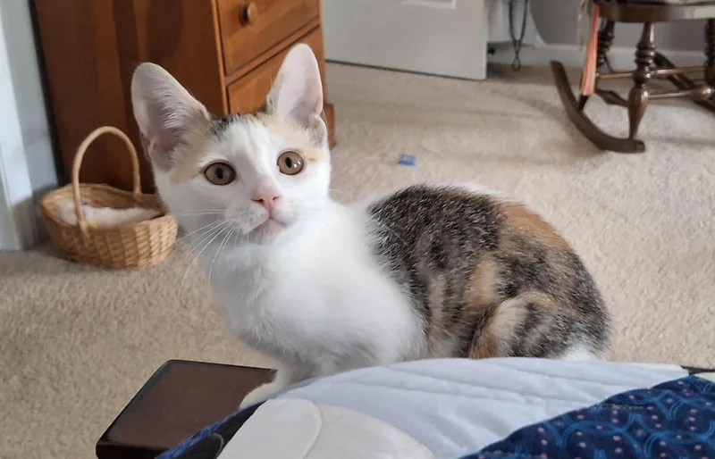 A baby medium-sized female Calico Domestic Short Hair cat named Misfit for adoption in Apex, NC