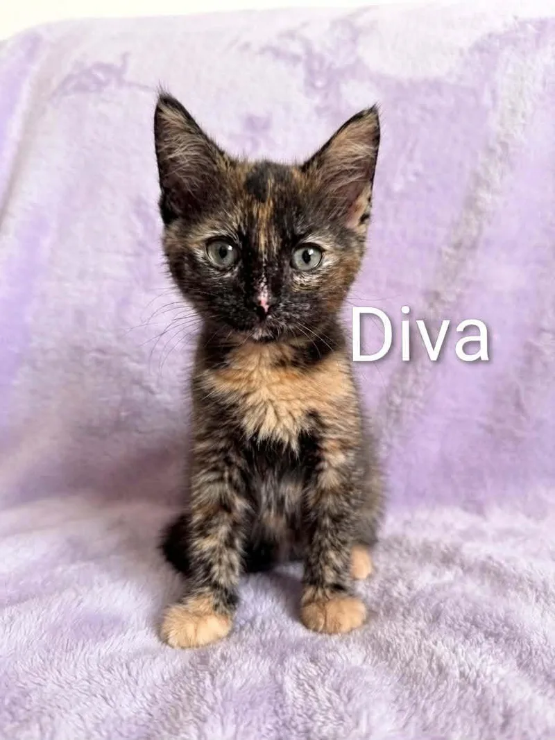 A baby medium-sized female Tortoiseshell cat named Diva for adoption in Wyandotte, MI