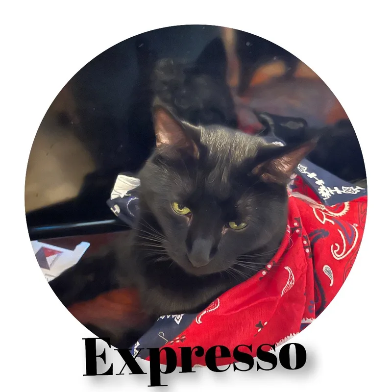 Expresso thumbnail 2