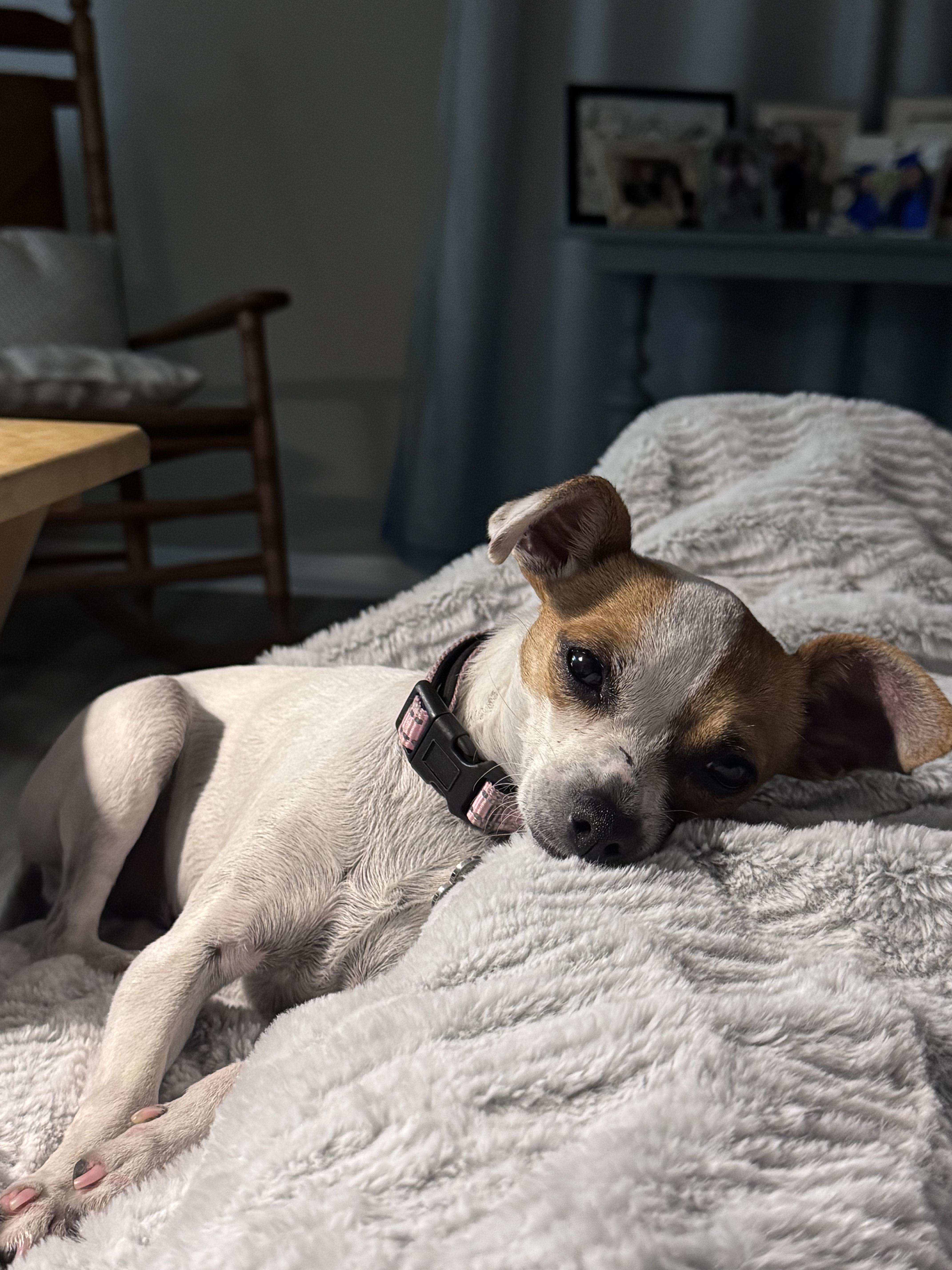 A young small-sized female Apricot / Beige Chihuahua dog named Tinkerbelle for adoption in Maitland, FL
