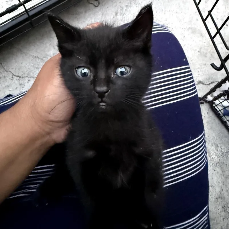A baby small-sized male Black Domestic Short Hair cat named Loki for adoption in Los Angeles, CA