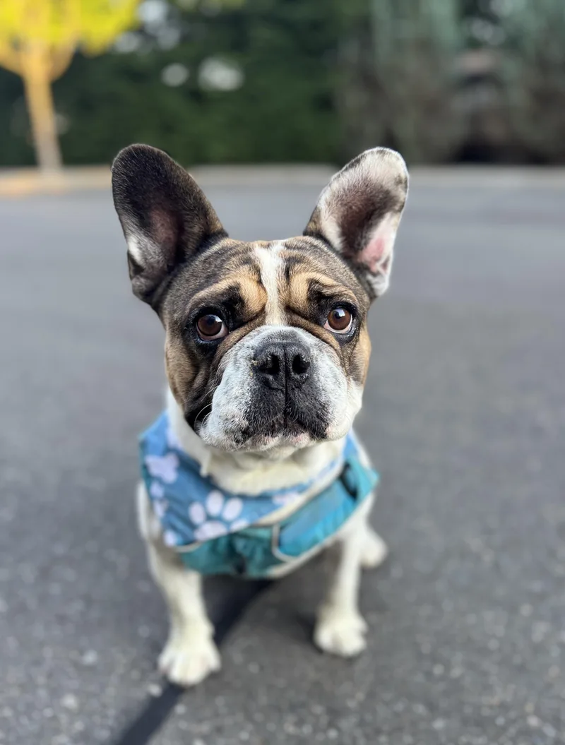 An adult medium-sized male French Bulldog dog named Diesel for adoption in lynnwood , WA