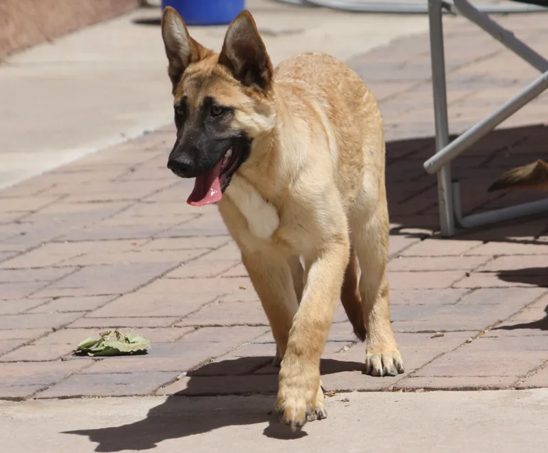 A baby large-sized female Sable German Shepherd Dog dog named Amy for adoption in Albuquerque, NM