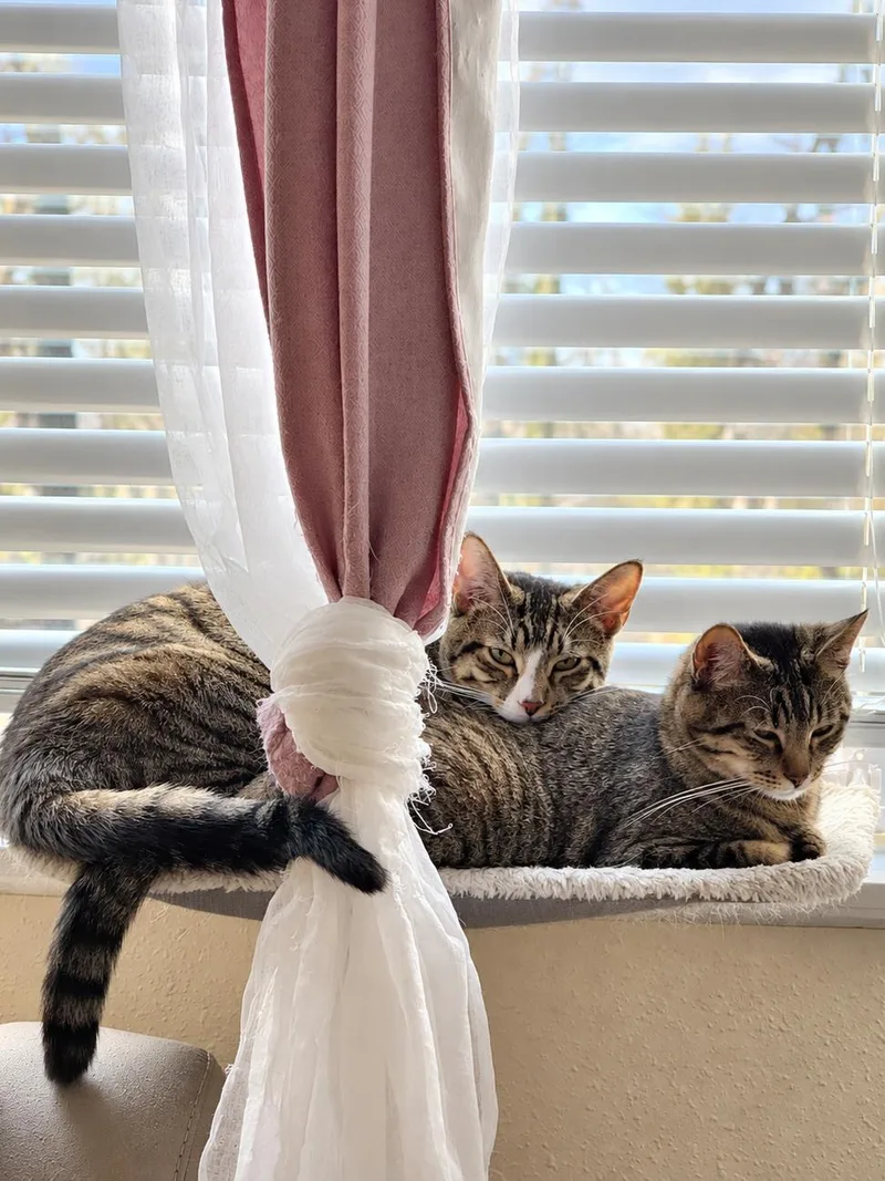 Tilly and Clover thumbnail 5