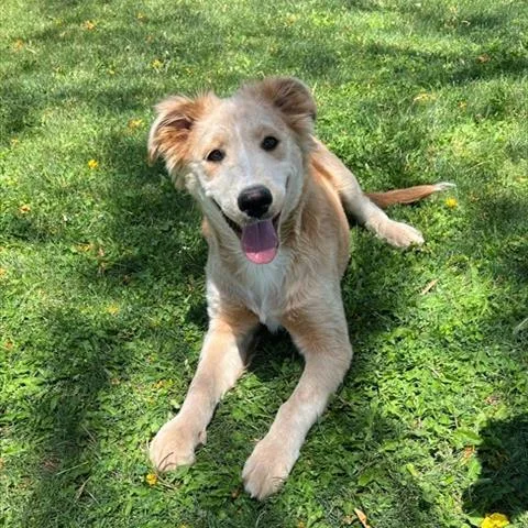 A baby medium-sized female Yellow / Tan / Blond / Fawn Retriever dog named Loly for adoption in Riverside, CA
