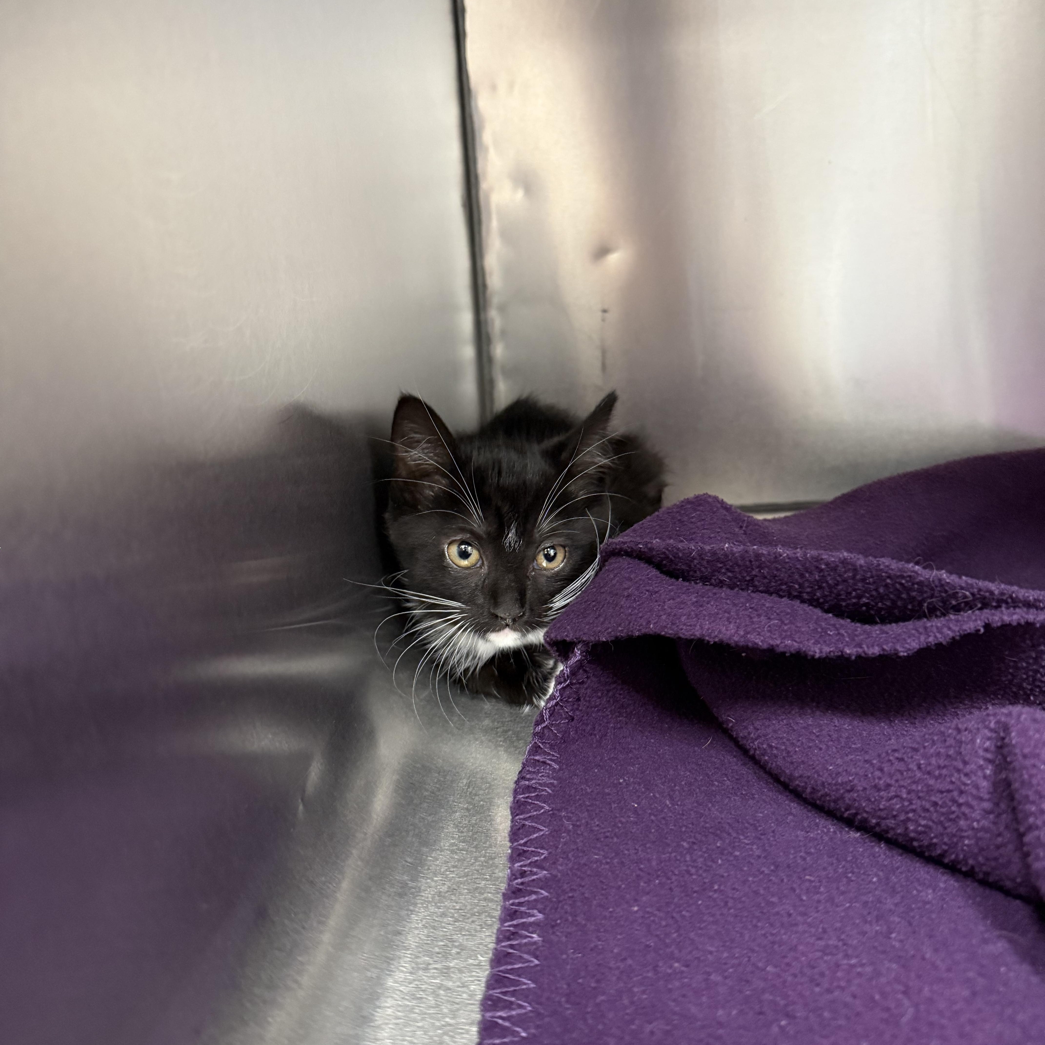 A baby medium-sized female Black Domestic Short Hair cat named Gigi for adoption in Ypsilanti, MI