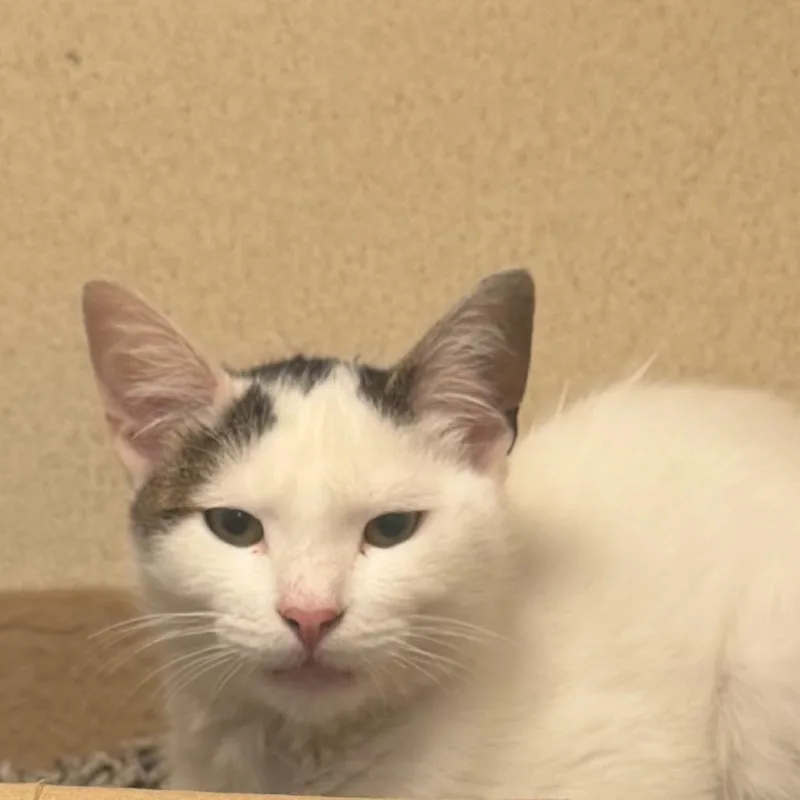 A baby medium-sized male White Domestic Short Hair cat named Stewie for adoption in Long Beach, CA
