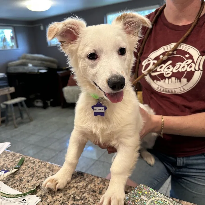 A baby medium-sized male White / Cream Mixed Breed dog named Boomer for adoption in San Francisco, CA