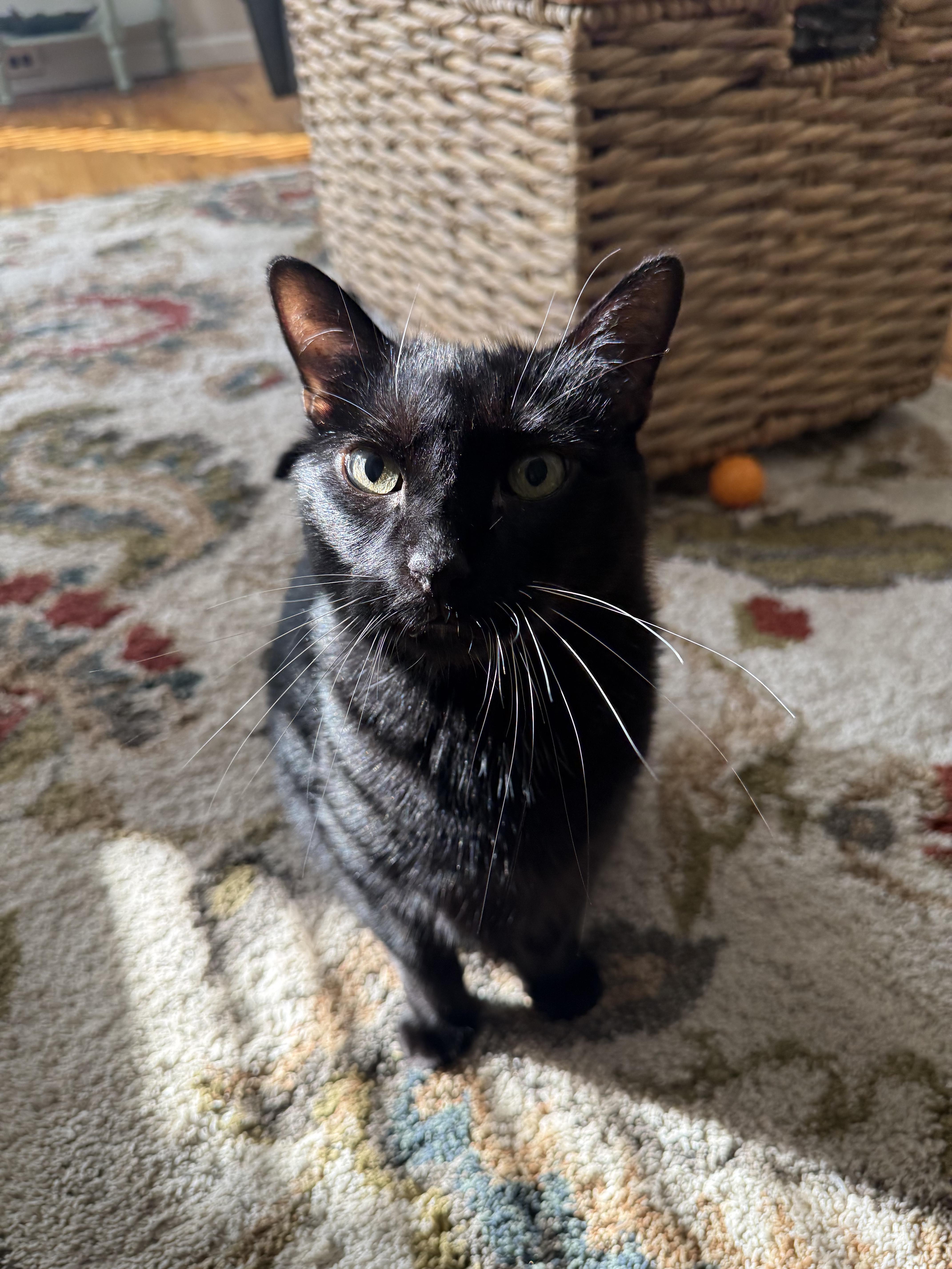 A senior medium-sized female Black Domestic Short Hair cat named Madame for adoption in Staten Island, NY