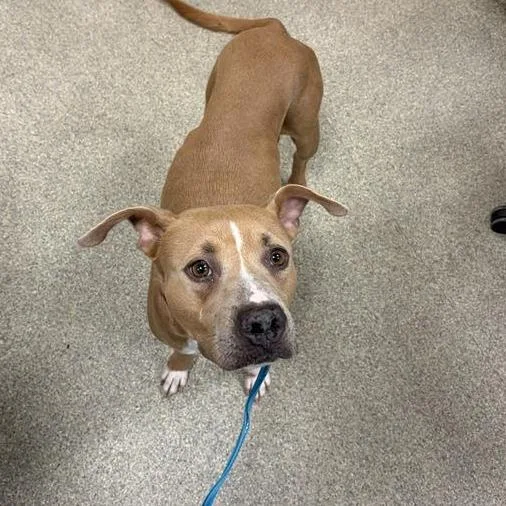 An adult medium-sized female Brown / Chocolate Mixed Breed dog named Ducky for adoption in Jacksonville, FL