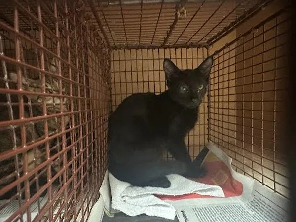 A baby small-sized female Domestic Short Hair cat named Jessie for adoption in Austin, TX