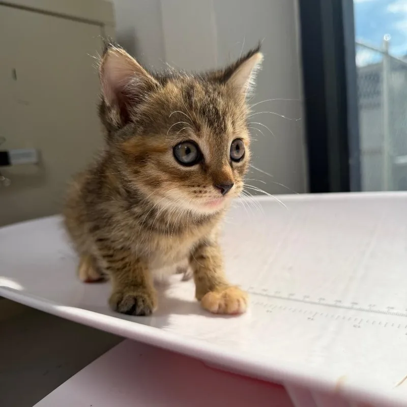 A baby small-sized male Brown / Chocolate Domestic Short Hair cat named Power Bank for adoption in Columbiana, AL