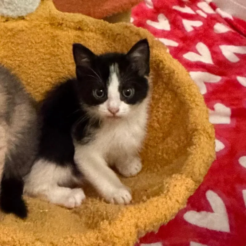 A baby small-sized male Black Domestic Short Hair cat named Hydrox for adoption in Juno Beach, FL