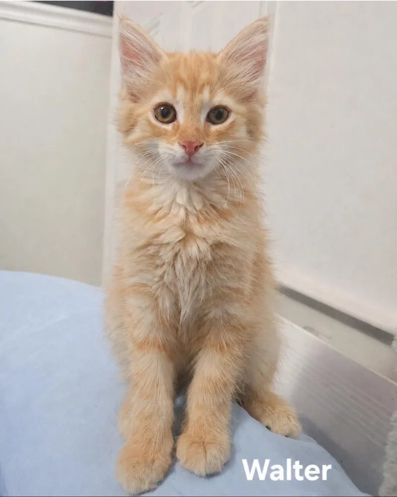 A baby medium-sized male Tabby (Orange / Red) Domestic Long Hair cat named Walter for adoption in Chicopee, MA