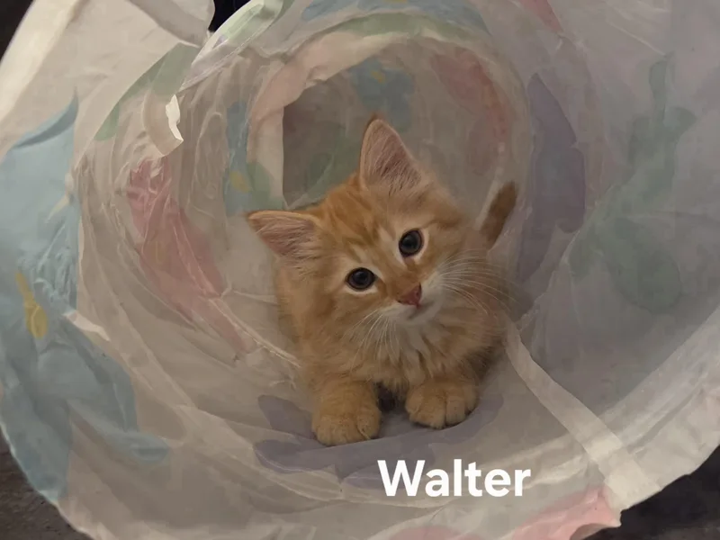 Walter thumbnail 2