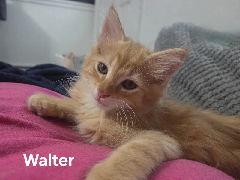 Walter thumbnail 3