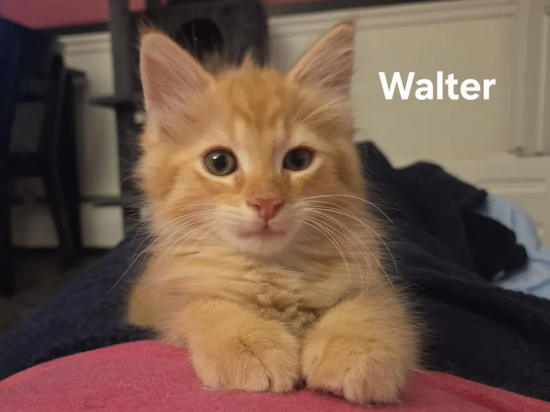 Walter thumbnail 4
