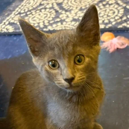 A baby small-sized male Gray / Blue / Silver Domestic Short Hair cat named Frosty for adoption in Springfield, MA