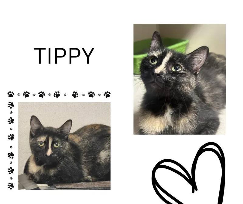 Tippy