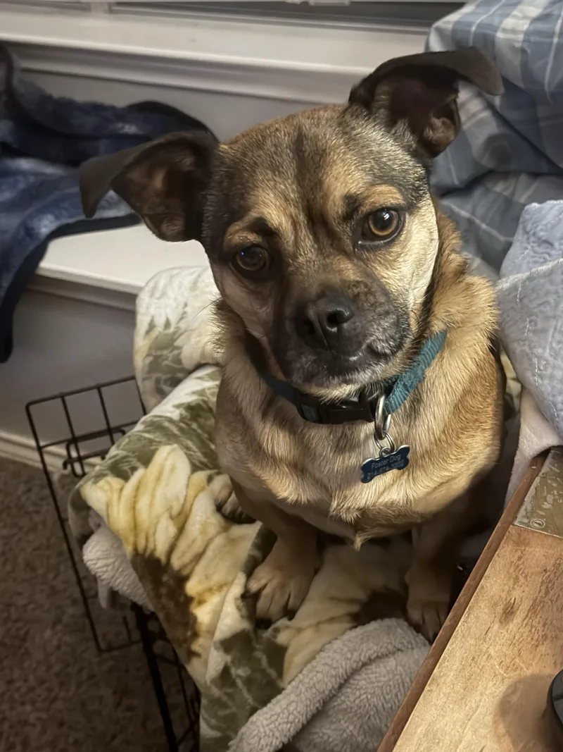 Chicken Nugget thumbnail 2