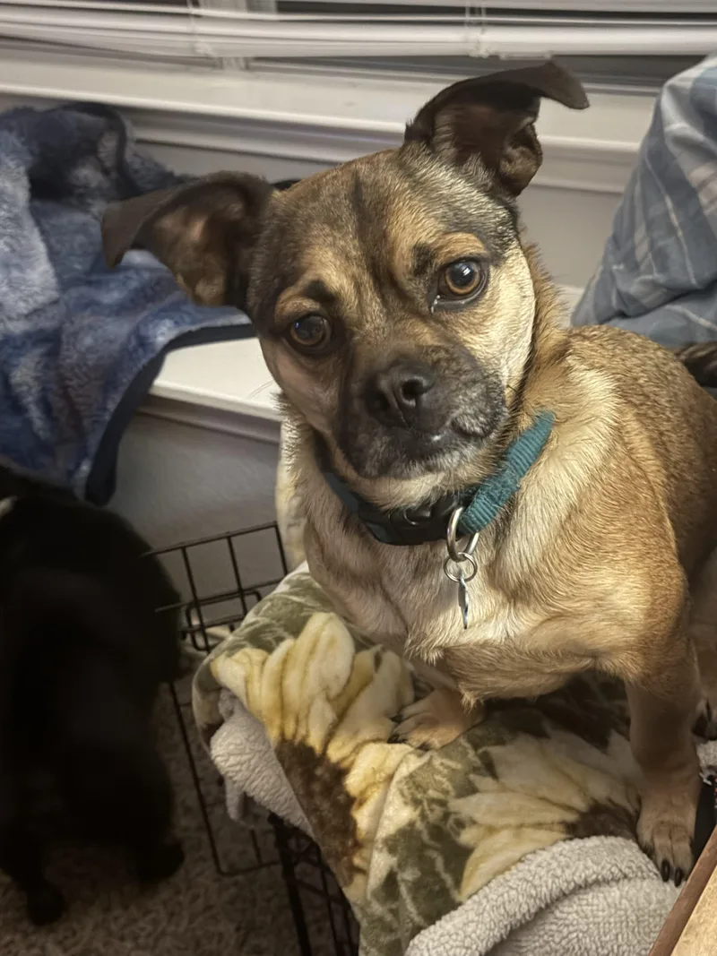 A young small-sized male Brown / Chocolate Pug dog named Chicken Nugget for adoption in Garland, TX