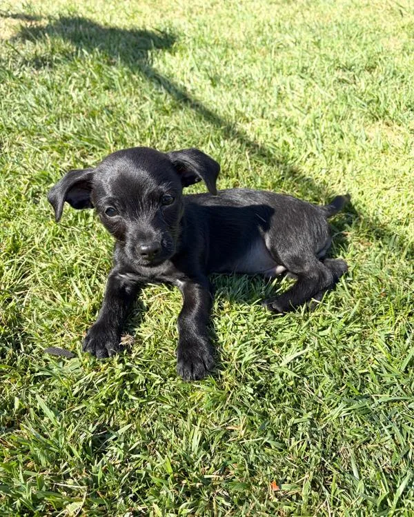 Buddy