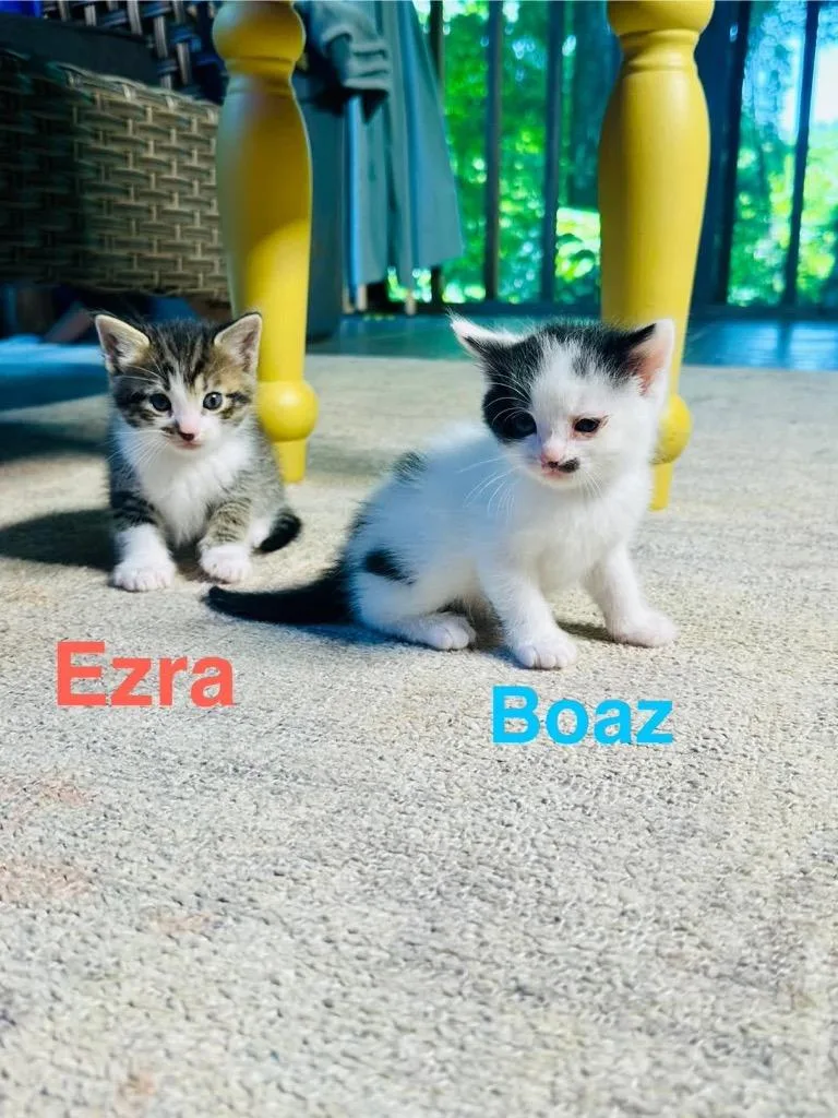 A baby medium-sized male Domestic Short Hair cat named Ezra for adoption in Johnson City, TN