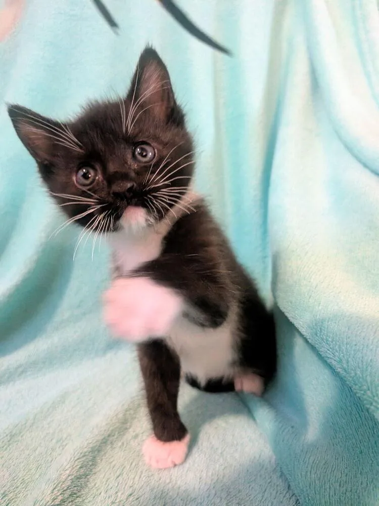A baby small-sized male Black & White / Tuxedo Domestic Short Hair cat named Gus Gus for adoption in Chalfont, PA
