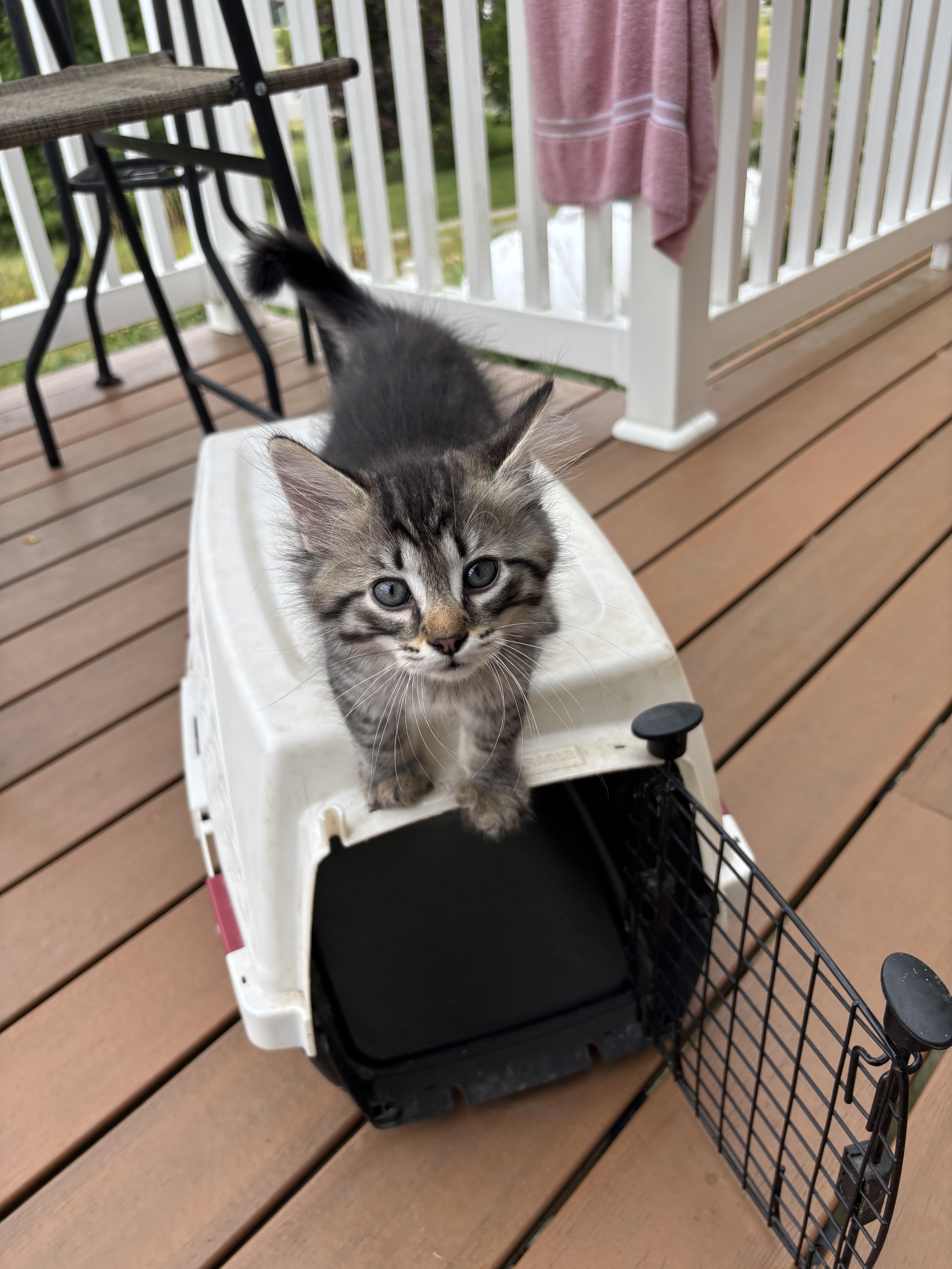 A baby medium-sized male Tabby (Gray / Blue / Silver) Domestic Short Hair cat named Pickles for adoption in Battle Creek, MI