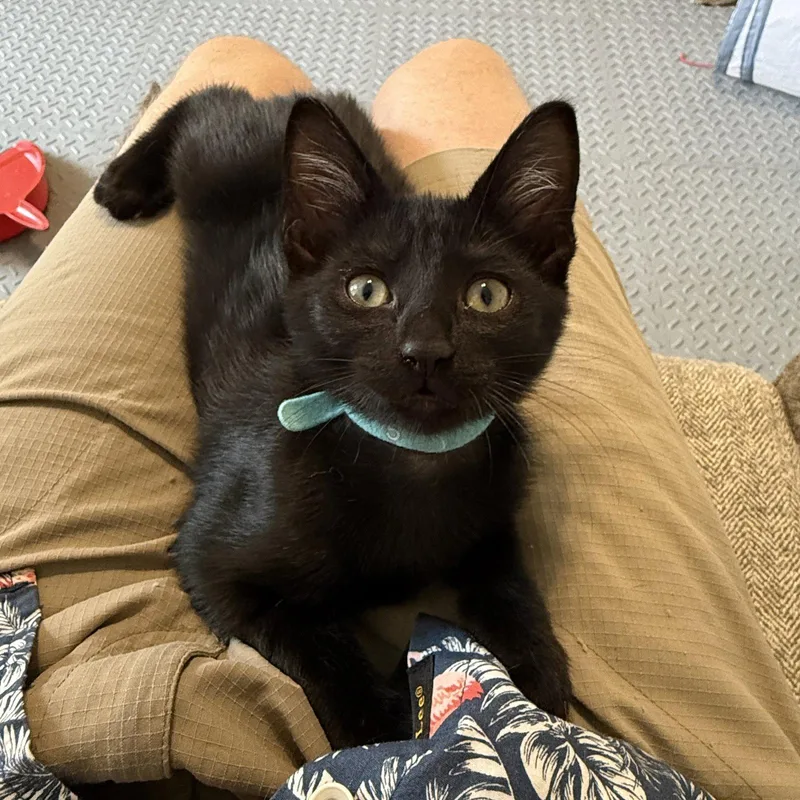A baby medium-sized male Black Domestic Short Hair cat named Parker for adoption in St. Cloud, FL