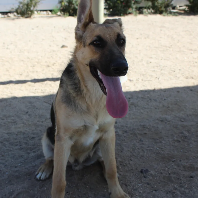 A young large-sized male Black German Shepherd Dog dog named Cotton Eye Joe for adoption in Yucca Valley, CA