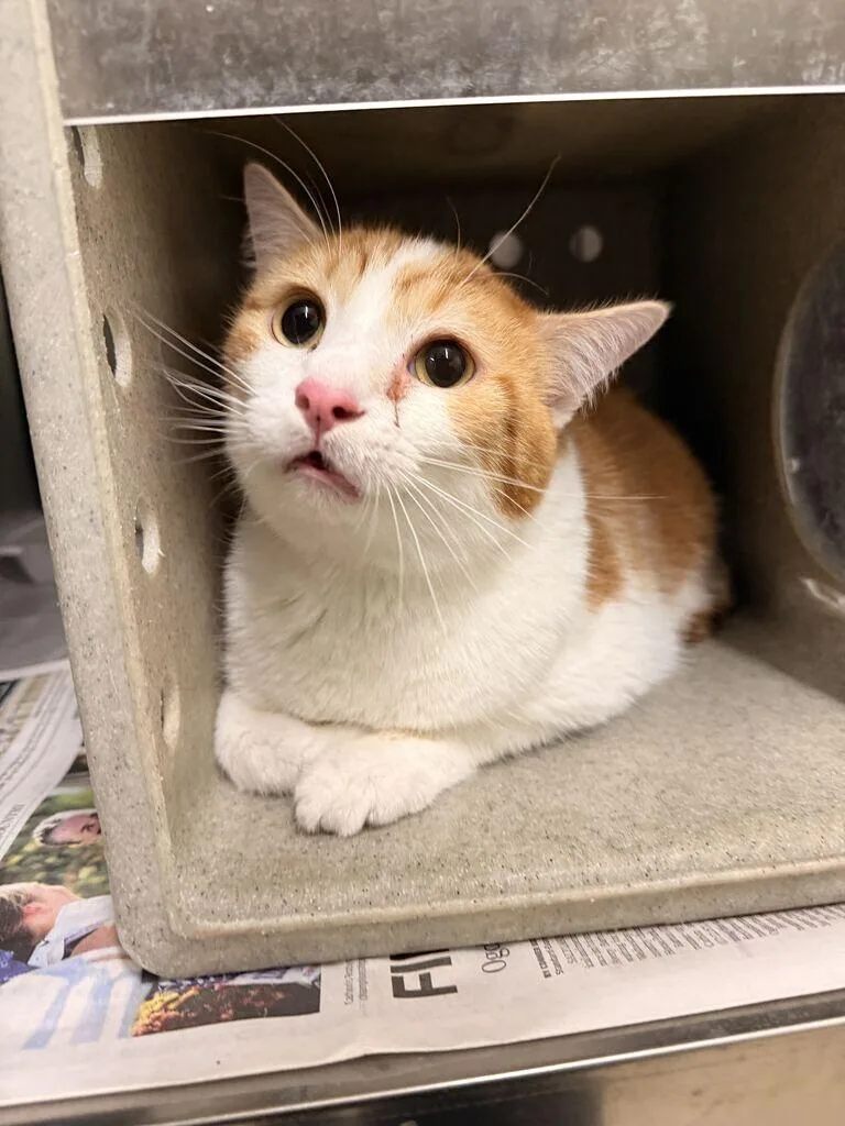 An adult medium-sized male Tabby (Orange / Red) Domestic Short Hair cat named Pickle for adoption in Fruit Heights, UT
