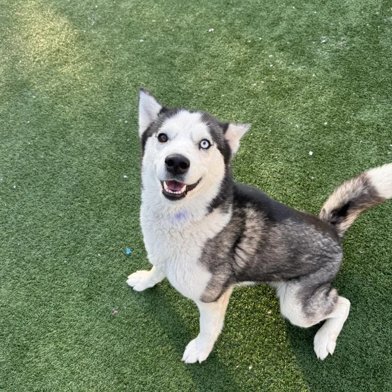 An adult small-sized female Gray / Blue / Silver Siberian Husky dog named Lua for adoption in Brockton, MA