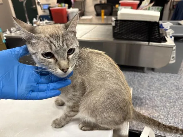 A young small-sized female Domestic Short Hair cat named Marina for adoption in Thousand Palms, CA