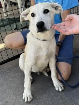 A baby medium-sized male White / Cream Anatolian Shepherd dog named Crow for adoption in San Luis, CO