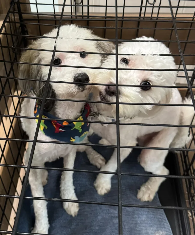 Lamborghini thumbnail 2