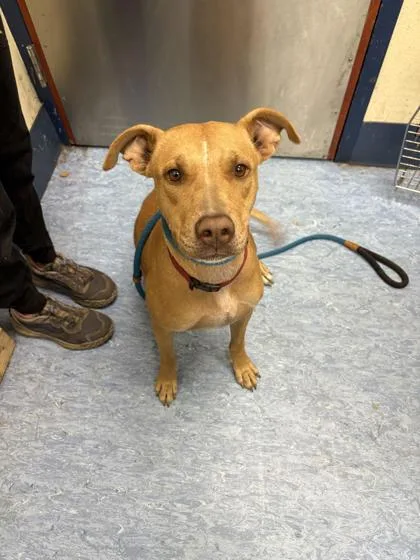 An adult medium-sized female Yellow / Tan / Blond / Fawn Mixed Breed dog named Cutie Pie for adoption in Charleston, SC